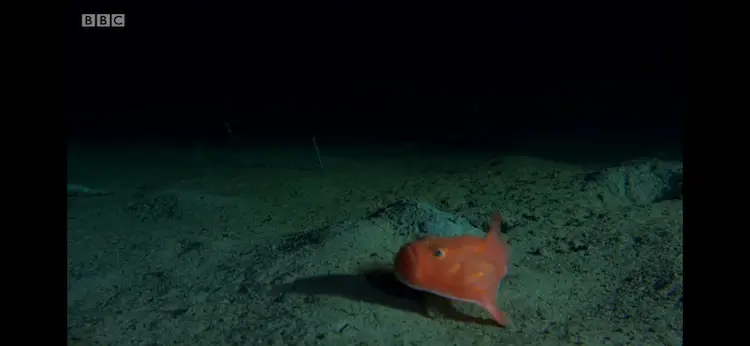 Sea toad sp. ([genus Chaunax]) as shown in Blue Planet II - The Deep